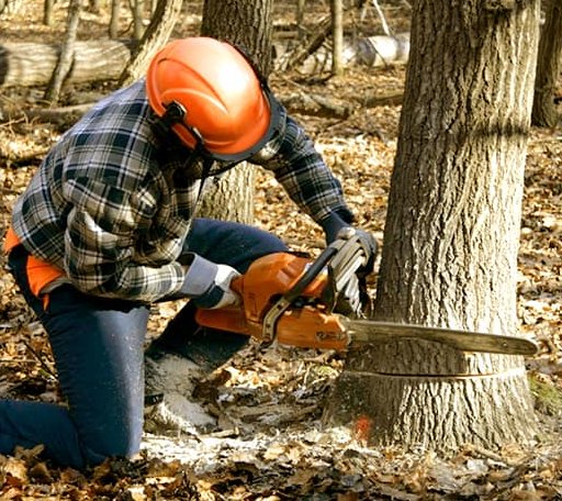 Tree Removal in Palestine, WV